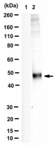 Anti-phospho Rab1 (Thr75) 