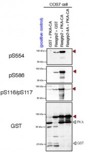 Anti-phospho RasGRP2 (Ser116/Ser117) 