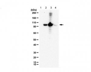 Anti-phospho RasGRP2 (Ser554) 