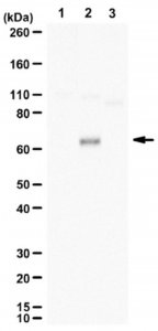 Anti-phospho TFEB (Ser142) 