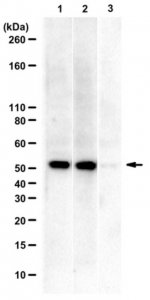 Anti-phospho-AKT1 Antibody, Thr479 