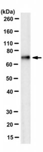 Anti-phospho-alpha-synuclein (Ser129) Antibody, clone LS4-1B1 