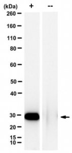 Anti-phospho-BRCA1 (Ser114) Antibody, clone 3C10G8 