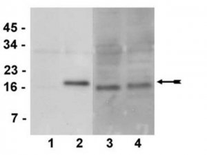 Anti-phospho-CENP-A (Ser7) Antibody, clone NL41, rabbit monoclonal 