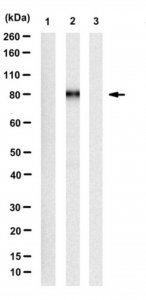Anti-phospho-E2F1 (Ser375) Antibody, clone 71-10 