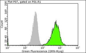 Anti-phospho-EGFR (Tyr1173) Antibody, clone 9H2, Alexa Fluor 488 16-244