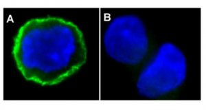 Anti-phospho-EGFR (Tyr1173) Antibody, clone 9H2, Alexa Fluor 488 16-244