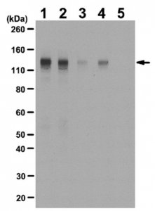 Anti-phospho-FGFR-1 (Tyr653/Tyr654) Antibody 