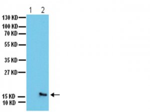 Anti-phospho-H2A.X (Ser139) Antibody 