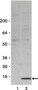 Anti-phospho-H2A.X (Ser139) Antibody 