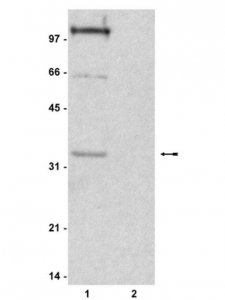 Anti-phospho-Histone H1 Antibody 