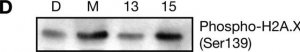 Anti-phospho-Histone H2A.X (Ser139) Antibody, clone JBW301 