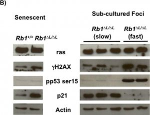 Anti-phospho-Histone H2A.X (Ser139) Antibody, clone JBW301 