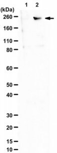 Anti-phospho-LRP-6 (Thr1479) 