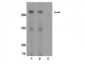 Anti-phospho-mTOR (Ser2448) Antibody 