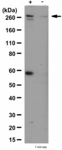 Anti-phospho-mTOR (Ser2448) Antibody 