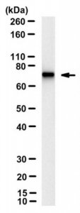 Anti-phospho-NFL (Ser473) Antibody, clone 4F8 