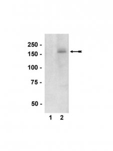 Anti-phospho-nNOS/NOS I (Ser1417) Antibody 