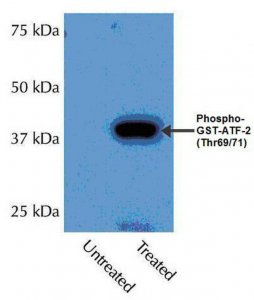 Anti-phospho-p38 (Thr180/Tyr182) Antibody 