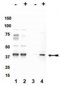 Anti-phospho-p38 (Thr180/Tyr182) Antibody 