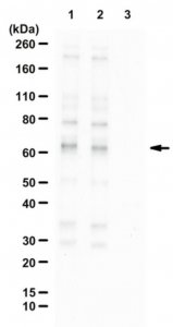 Anti-phospho-SIN1 (Thr398) 