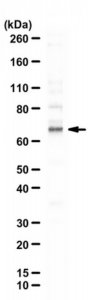 Anti-phospho-SIN1 (Thr398) 