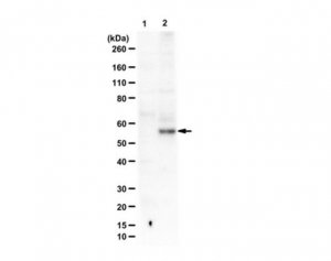 Anti-phospho-Smad2 (Ser465 Antibody, Ser467) 