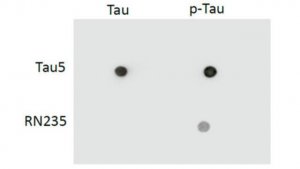 Anti-phospho-Tau (Ser235) Antibody, clone RN235 