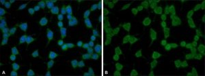Anti-phospho-YAP1 (pTyr357) antibody produced in rabbit 