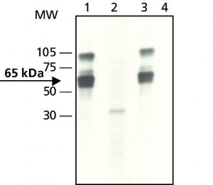 Anti-phospho-YAP1 (pTyr357) antibody produced in rabbit 