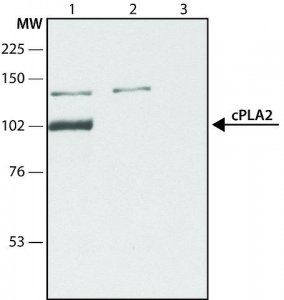 Anti-Phospholipase A2 (cPLA2) (N-terminal) antibody produced in rabbit 