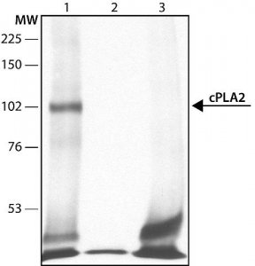 Anti-Phospholipase A2 (cPLA2) (N-terminal) antibody produced in rabbit 