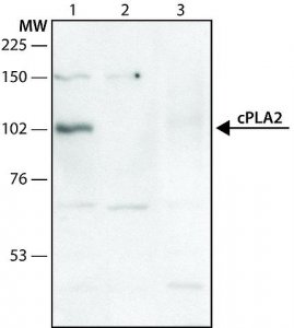 Anti-Phospholipase A2 (CPLA2) antibody produced in rabbit 