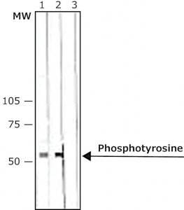 Anti-Phosphotyrosine antibody, Mouse monoclonal 