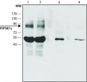 Anti-PIP5K1C (C-terminal) antibody produced in rabbit 