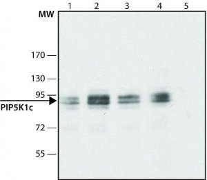 Anti-PIP5K1C (C-terminal) antibody produced in rabbit 