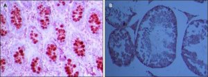 Anti-PIWIL1 antibody produced in rabbit 