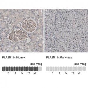 Anti-PLA2R1 antibody produced in rabbit 