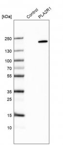 Anti-PLA2R1 antibody produced in rabbit 