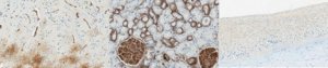 Anti-PMCA4b Antibody, clone JA3 