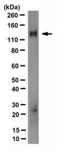 Anti-PMCA4b Antibody, clone JA3 