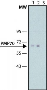 Anti-PMP70 antibody, Mouse monoclonal 