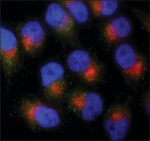 Anti-PMP70Atto 488 antibody produced in rabbit 