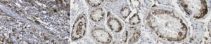 Anti-Podoplanin Antibody, clone LpMab-12 