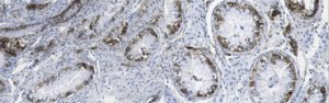 Anti-Podoplanin Antibody, clone LpMab-13 