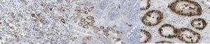 Anti-Podoplanin Antibody, clone LpMab-17 