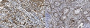 Anti-Podoplanin Antibody, clone LpMab-19 