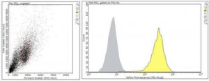Anti-Podoplanin Antibody, clone LpMab-21 