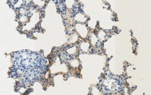 Anti-Podoplanin Antibody, clone PMab-1 