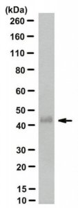 Anti-Podoplanin Antibody, clone PMab-1 